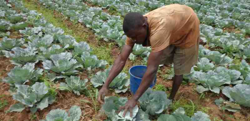 Rwanda : une plateforme d’IA pour les petits exploitants agricoles