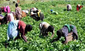 La culture du qat incarne la distorsion de l'agriculture en Afrique causée par le changement climatique