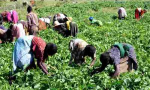 La culture du qat incarne la distorsion de l'agriculture en Afrique causée par le changement climatique