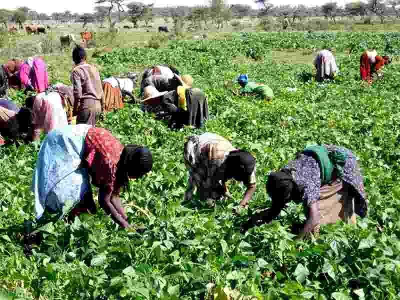 La culture du qat incarne la distorsion de l'agriculture en Afrique causée par le changement climatique