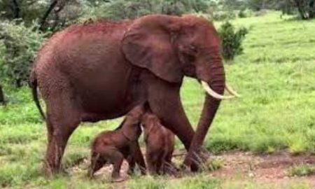 Kenya : naissance rare d'éléphants jumeaux