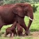 Kenya : naissance rare d'éléphants jumeaux