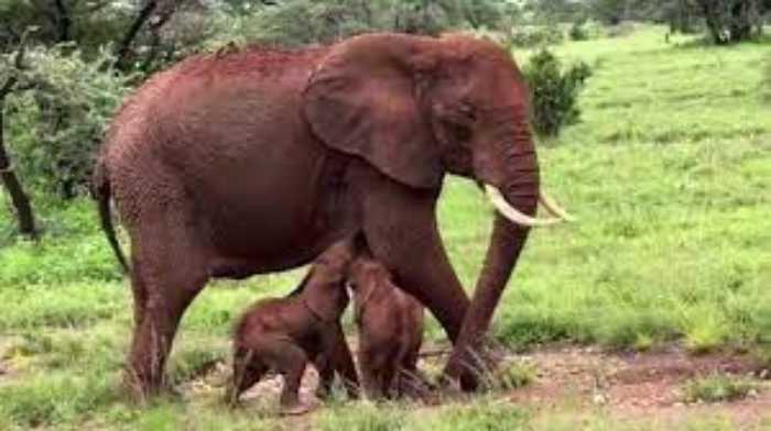 Kenya : naissance rare d'éléphants jumeaux