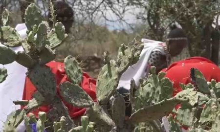 Les femmes Massaï du Kenya transforment des espèces de cactus nuisibles en biogaz et en nourriture