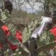 Les femmes Massaï du Kenya transforment des espèces de cactus nuisibles en biogaz et en nourriture