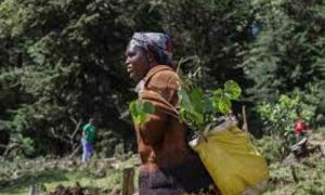 Le peuple Ogiek du Kenya continue de lutter contre l’expulsion de la forêt de Mau