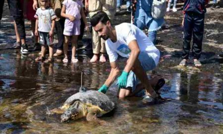 Tunisie : Les tortues marines, une espèce menacée, ont une seconde vie
