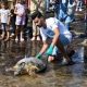 Tunisie : Les tortues marines, une espèce menacée, ont une seconde vie