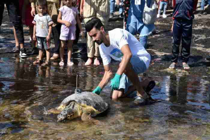 Tunisie : Les tortues marines, une espèce menacée, ont une seconde vie