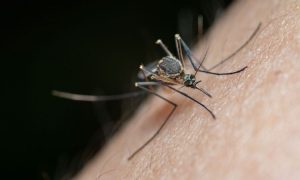 Les États-Unis approuvent un vaccin contre le virus chikungunya transmis par les moustiques en Afrique
