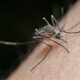 Les États-Unis approuvent un vaccin contre le virus chikungunya transmis par les moustiques en Afrique