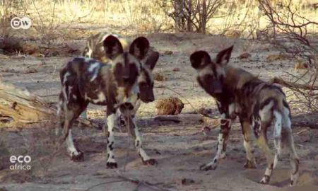 Des chiens sauvages recueillis et sauvés au Zimbabwe