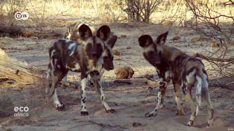 Des chiens sauvages recueillis et sauvés au Zimbabwe