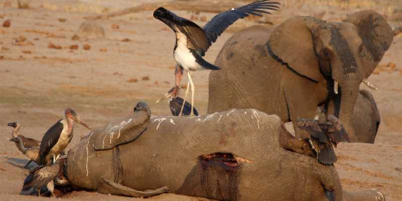 La faune du Zimbabwe en crise à cause d'une sécheresse extrême