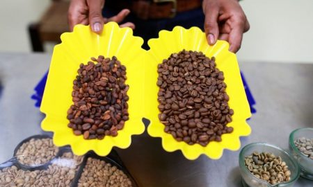 Les sociétés internationales de café réduisent leurs importations en provenance d'Afrique en raison d'une loi européenne