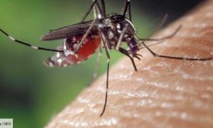La crise climatique constitue un « risque important » pour lutter contre le paludisme en Afrique