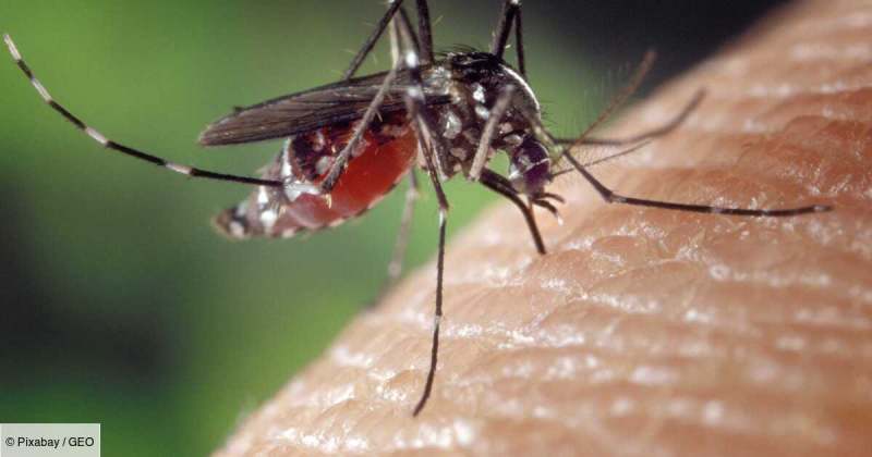 La crise climatique constitue un « risque important » pour lutter contre le paludisme en Afrique