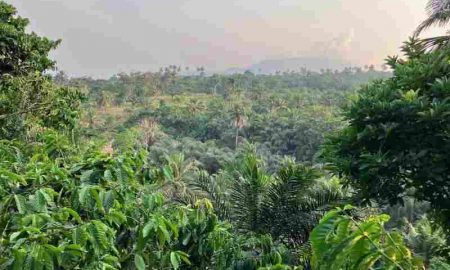 Des scientifiques lancent une coalition de recherche à la COP28 au profit des forêts du Congo