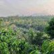 Des scientifiques lancent une coalition de recherche à la COP28 au profit des forêts du Congo