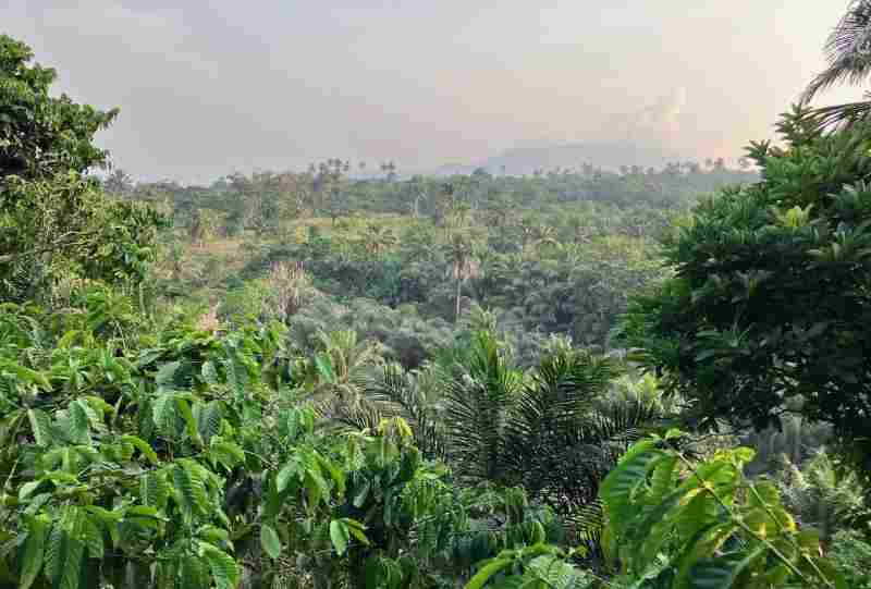 Des scientifiques lancent une coalition de recherche à la COP28 au profit des forêts du Congo