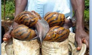 Les élevages d'escargots géants sont en plein essor en Côte d'Ivoire