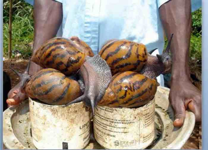 Les élevages d'escargots géants sont en plein essor en Côte d'Ivoire