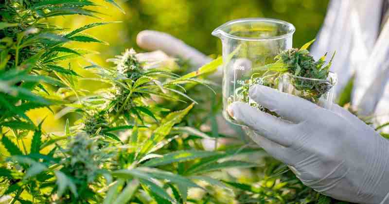 Le Ghana légalise la culture du cannabis à des fins médicales et industrielles