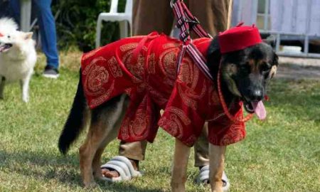 Nigeria : des chiens défilent en costumes traditionnels au carnaval de Lagos