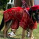 Nigeria : des chiens défilent en costumes traditionnels au carnaval de Lagos