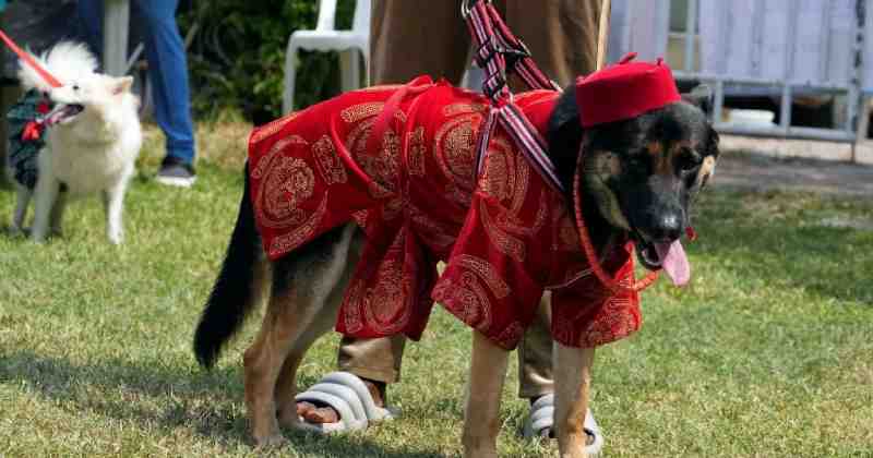 Nigeria : des chiens défilent en costumes traditionnels au carnaval de Lagos