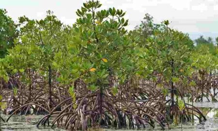 Ministre nigérian : Nous planterons 10 millions de mangroves d’ici 3 ans