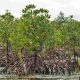 Ministre nigérian : Nous planterons 10 millions de mangroves d’ici 3 ans