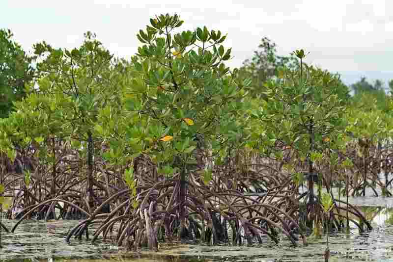 Ministre nigérian : Nous planterons 10 millions de mangroves d’ici 3 ans
