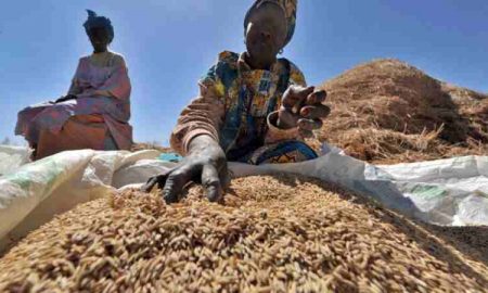 Nigeria : les prix du riz montent en flèche alors que la production locale diminue
