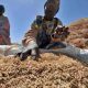 Nigeria : les prix du riz montent en flèche alors que la production locale diminue