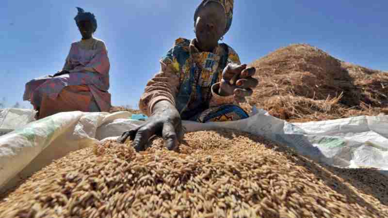 Nigeria : les prix du riz montent en flèche alors que la production locale diminue