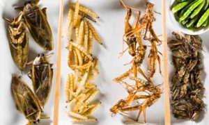 Les commerçants d’insectes ougandais ont du mal à trouver des insectes riches en protéines