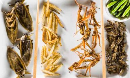 Les commerçants d’insectes ougandais ont du mal à trouver des insectes riches en protéines