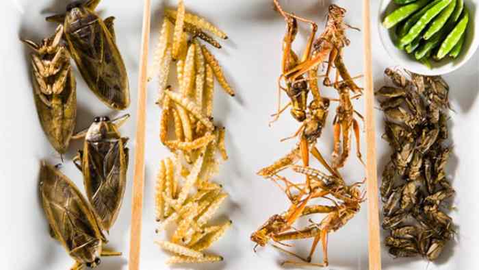 Les commerçants d’insectes ougandais ont du mal à trouver des insectes riches en protéines