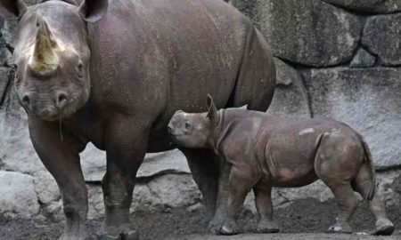 Des rhinocéros noirs menacés d’extinction ont parcouru 2 700 milles en mission pour repeupler le Tchad