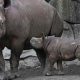 Des rhinocéros noirs menacés d’extinction ont parcouru 2 700 milles en mission pour repeupler le Tchad