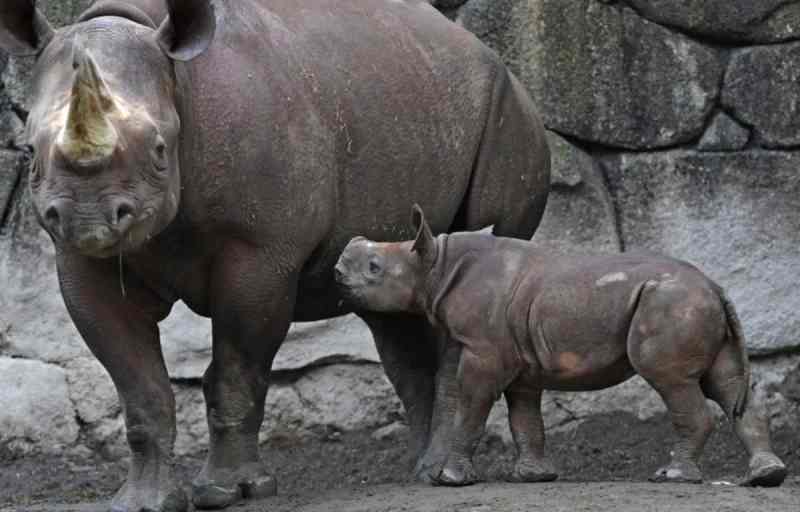 Des rhinocéros noirs menacés d’extinction ont parcouru 2 700 milles en mission pour repeupler le Tchad