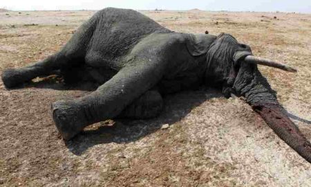 La sécheresse tue des dizaines d'éléphants au Zimbabwe