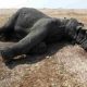 La sécheresse tue des dizaines d'éléphants au Zimbabwe