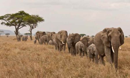 Les populations d’éléphants d’Afrique se stabilisent dans le sud du continent