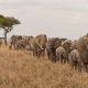 Les populations d’éléphants d’Afrique se stabilisent dans le sud du continent
