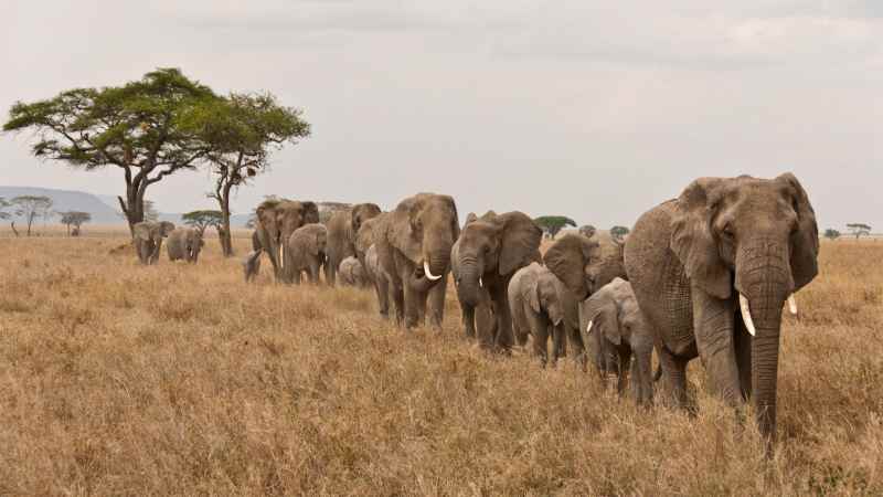 Les populations d’éléphants d’Afrique se stabilisent dans le sud du continent