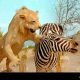 Les lions tuent moins de zèbres grâce à une « réaction en chaîne » impliquant des fourmis envahissantes en Afrique