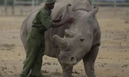 Une rhinocéros est enceinte d'un transfert d'embryon, un succès qui pourrait aider une sous-espèce presque éteinte en Afrique