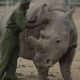 Une rhinocéros est enceinte d'un transfert d'embryon, un succès qui pourrait aider une sous-espèce presque éteinte en Afrique